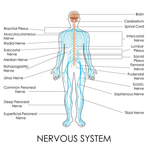 Nerves Of The Body - Human Anatomy Diagram | HUMAN ANATOMY | Pinterest