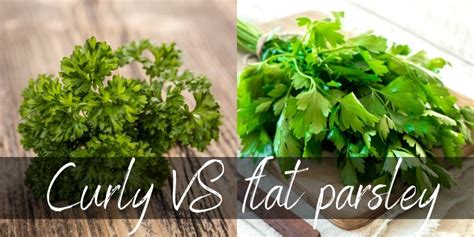 Curly VS Flat(Italian) Parsley - How To Choose, And Which Is Better ? - Foodiosity