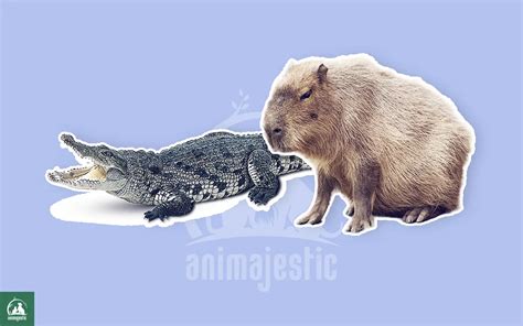 Why Do Capybaras And Crocodiles Get Along?