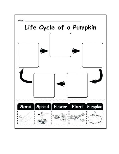 Life Cycle of a Pumpkin worksheet | Pumpkin life cycle, Life cycles, Worksheets