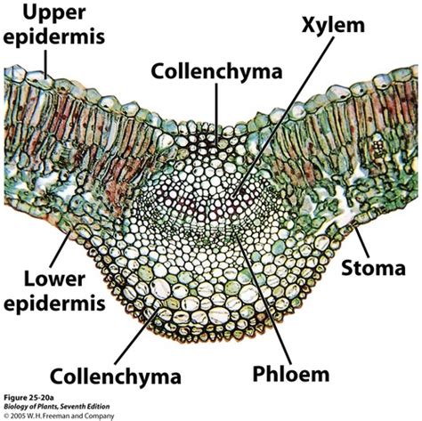 Lab Quiz 3: Angiosperm Leaf Structure Flashcards | Quizlet