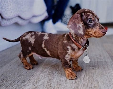 Pin by Pinner on Dachshunds | Cute baby animals, Baby animals, Dachshund puppies