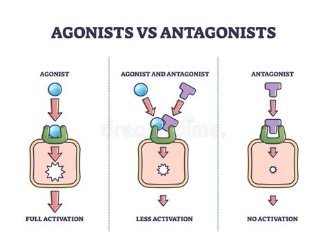 Agonistas Vs Antagonistas Comportamiento De Los Fármacos Frente a Diagrama De Esquema De ...