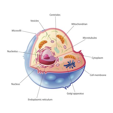 A Quick Guide to the Structure and Functions of the Animal Cell - Biology Wise