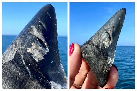 Megalodon Tooth Covered in Bite Marks Discovered Off Florida Coast - Newsweek