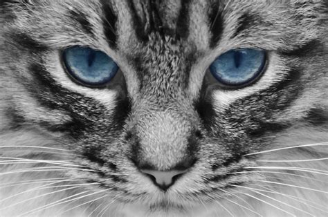 Gorgeous cat! Free #publicdomain image. | Cat with blue eyes, Cats, Cats and kittens