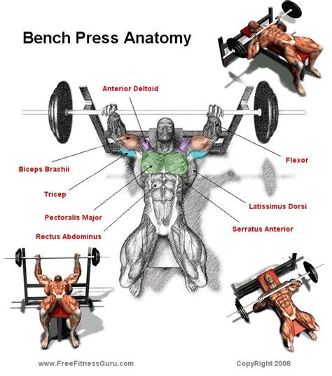 FreeFitnessGuru - Bench Press Anatomy | Bench press workout, Dumbbell workout routine, Chest ...