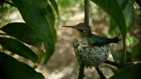 Smallest Bird In The World - Bee Hummingbird Wikipedia : Bananaquit is a small bird. - Download ...