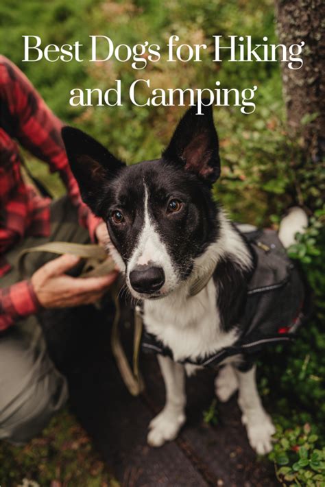 Best Dogs For Hiking and Camping - The Dog Names Collection