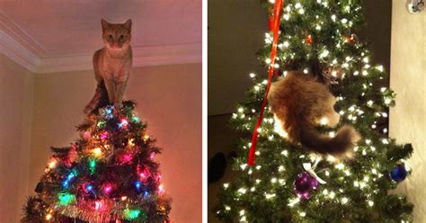 50 Cats Helping Decorate Christmas Trees | Bored Panda