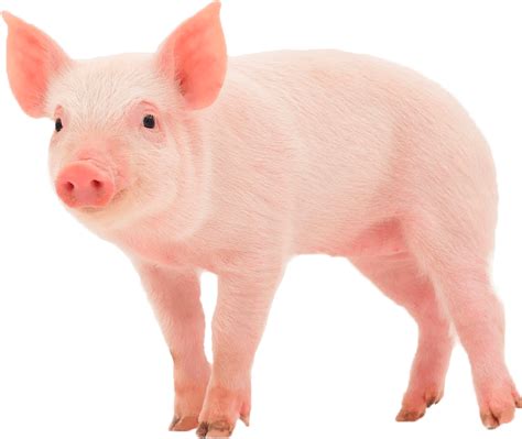 Pigs clipart baby pig, Pigs baby pig Transparent FREE for download on WebStockReview 2024