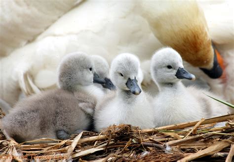 Mute Swan cygnets photo WP09557