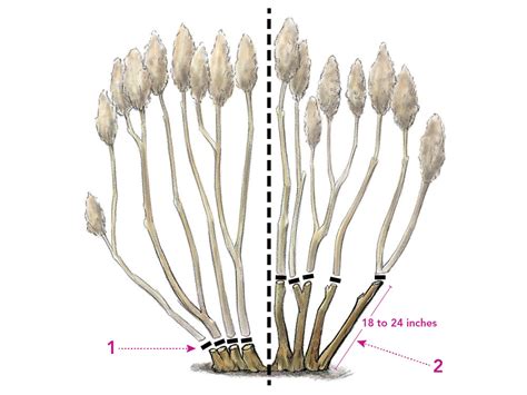 Pruning Hydrangeas - FineGardening