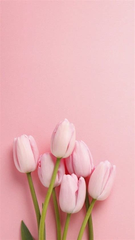 Pretty pink tulips. Nature iphone , Spring , Floral, Pastel Tulips HD phone wallpaper | Pxfuel