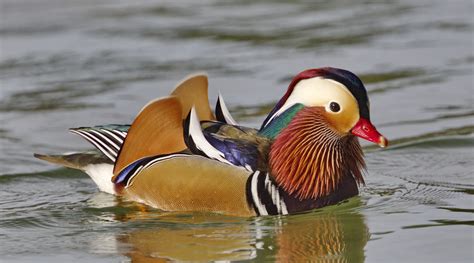 Mandarin Duck | San Diego Bird Spot