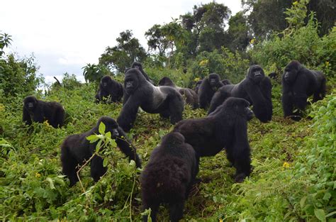 Mountain Gorilla Population Rebounds