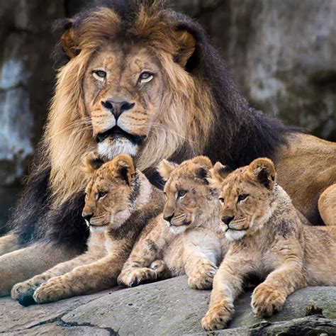 Lion and cubs | Animals beautiful, Lion pictures, Lion family