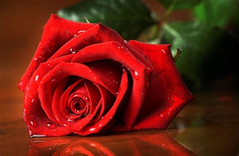 Rose HD Wallpapers - Top Free Rose HD Backgrounds - WallpaperAccess