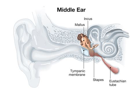 Inner Ear Bones Anatomy