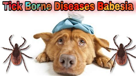 How do you prevent Babesia in dogs? || Babesia - Symptoms, Treatment, Prevention - Happypet ...