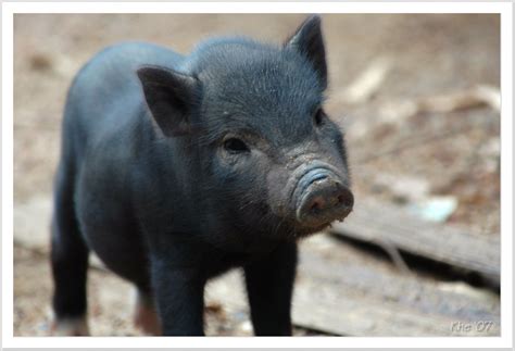 The Truth About Teacup Pigs: What Happened to the Animals? | Nature World News