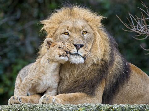 Cute Lion Cub and Father - 4K Ultra HD Wallpaper