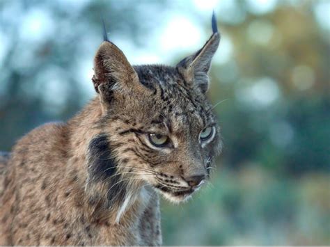 Behavior of the Iberian lynx