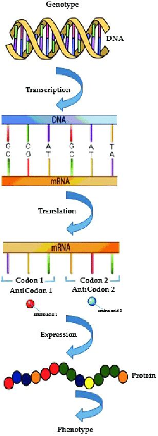 Simple diagram shows that how genetic diversity affects biological... | Download Scientific Diagram