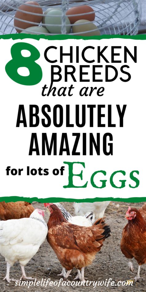 8 of the best chicken breeds for eggs – Artofit