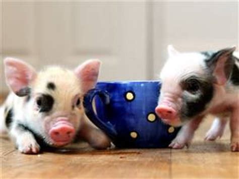 Teacup Pigs | HubPages