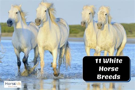 11 Beautiful White Horse Breeds (History & Characteristics)