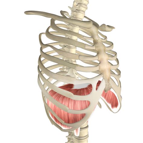 Diaphragm Muscle, Its Attachments and Actions - Yoganatomy