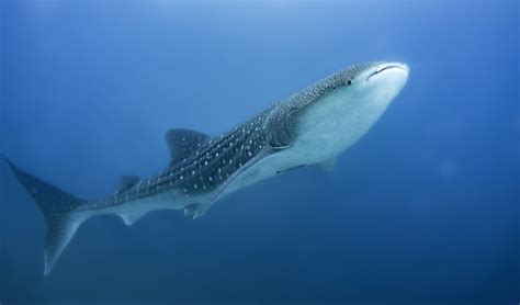 Sharks and whales will soon have their own ‘superhighway’ in the Pacific - Positive News