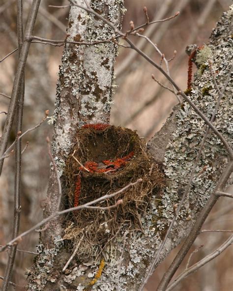 Bird nests range from simple to elaborate – Naturally North Idaho