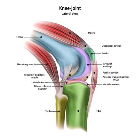 Diagram Of Tendons And Ligaments