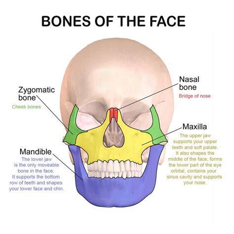 Face Bones Name In Hindi at Blossom Santistevan blog