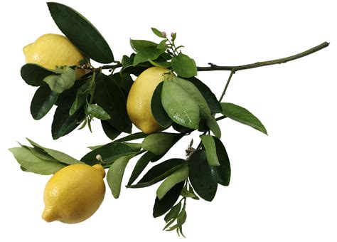 How to Identify Lemon Tree Pests