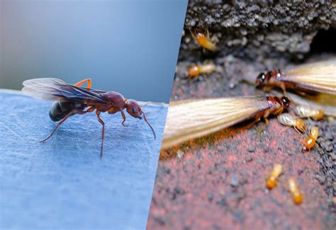 Flying Ants vs. Termites - Dodson Pest Control