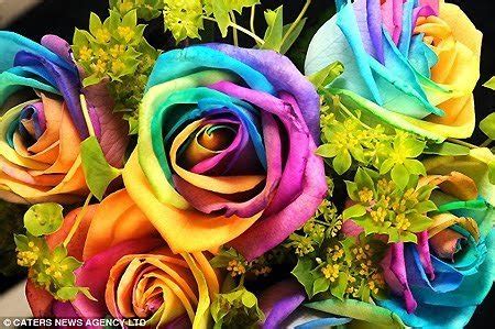 Rainbow Roses - Roses Photo (18595921) - Fanpop