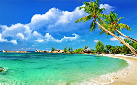 Tropical Palm Beach Wallpaper 2560x1600 | ImageBank.biz