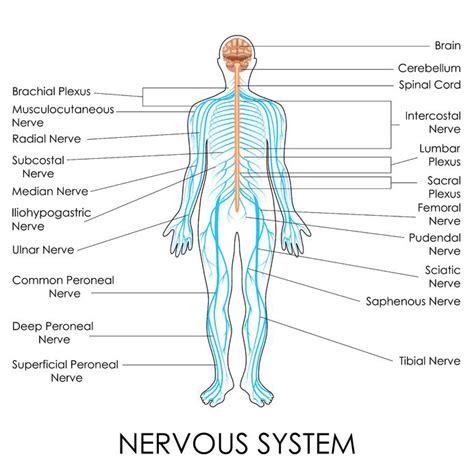 Human Body Back Nerves