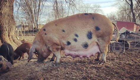 A Few Tips For Determining If Your Pig Is Pregnant - Hobby Farms