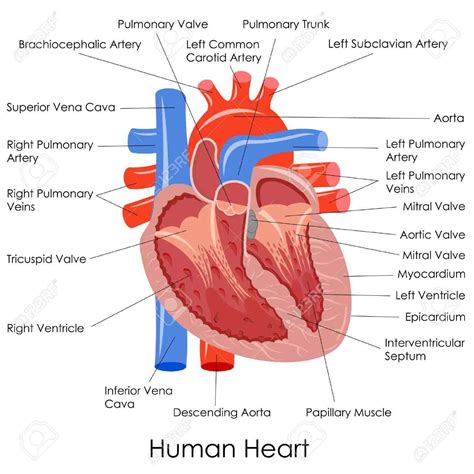 Human Heart Diagram And Labels