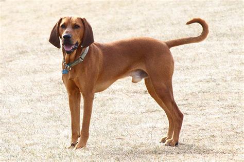 Redbone Coonhound Dog Breed Information