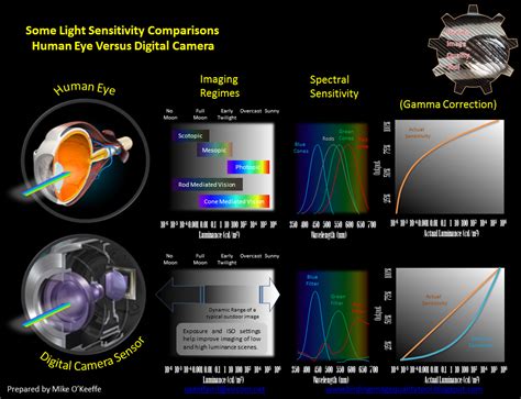 Birding Image Quality Tool: Human Bias - Camera Versus Human Eye (Part 2)