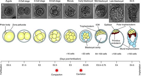 Stages of Embryonic Development