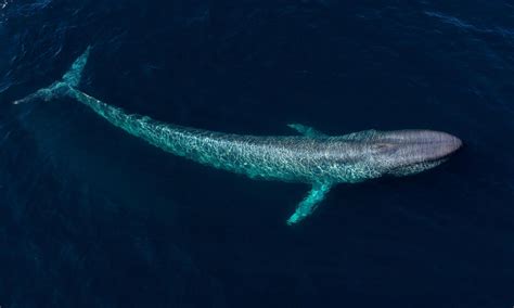 Blue Whale | Species | WWF