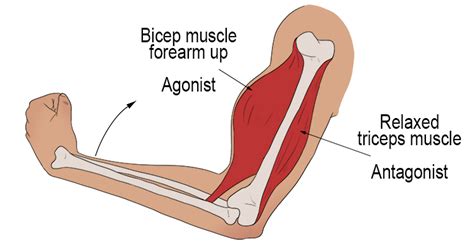 Agonist Muscl - Mammoth Memory definition - remember meaning