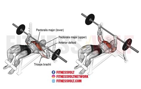 Decline Barbell Bench Press (Chest) – Fitness Volt