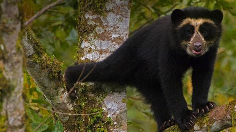 Spectacled Bear – Bing Wallpaper Download